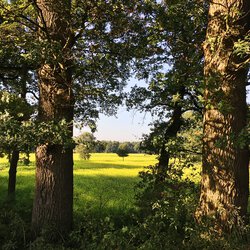 In den Auen